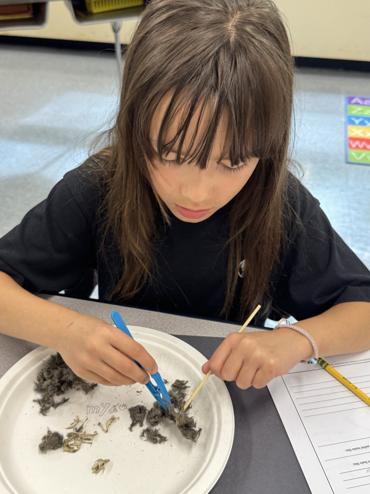 Owl Pellets 