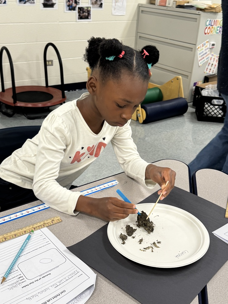 Owl Pellets 