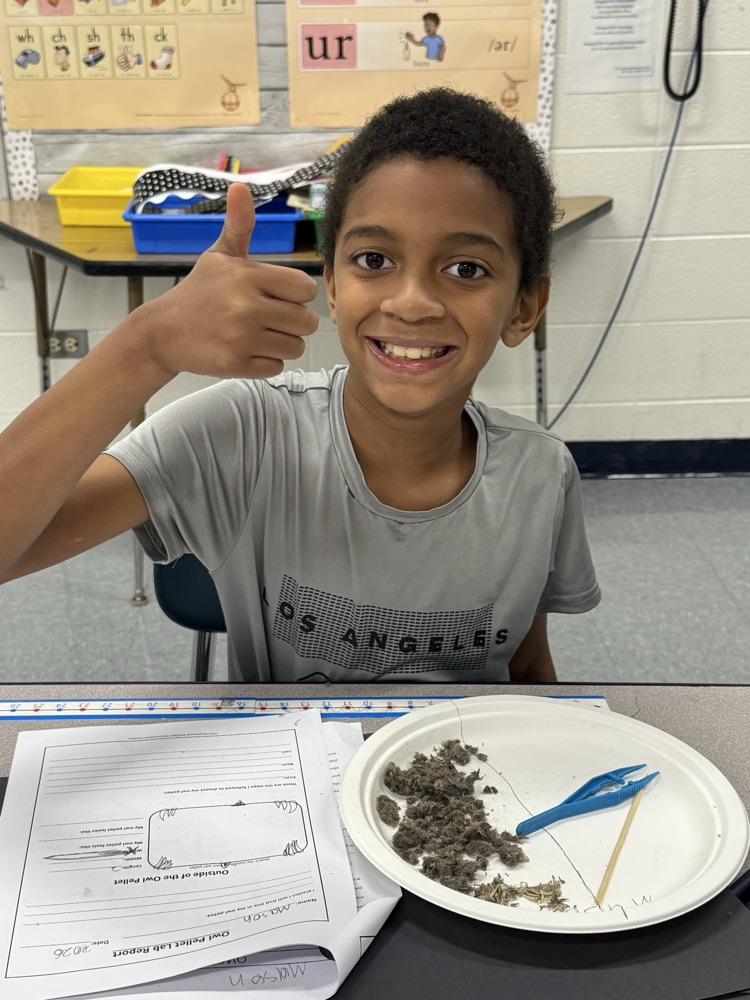 Owl Pellets