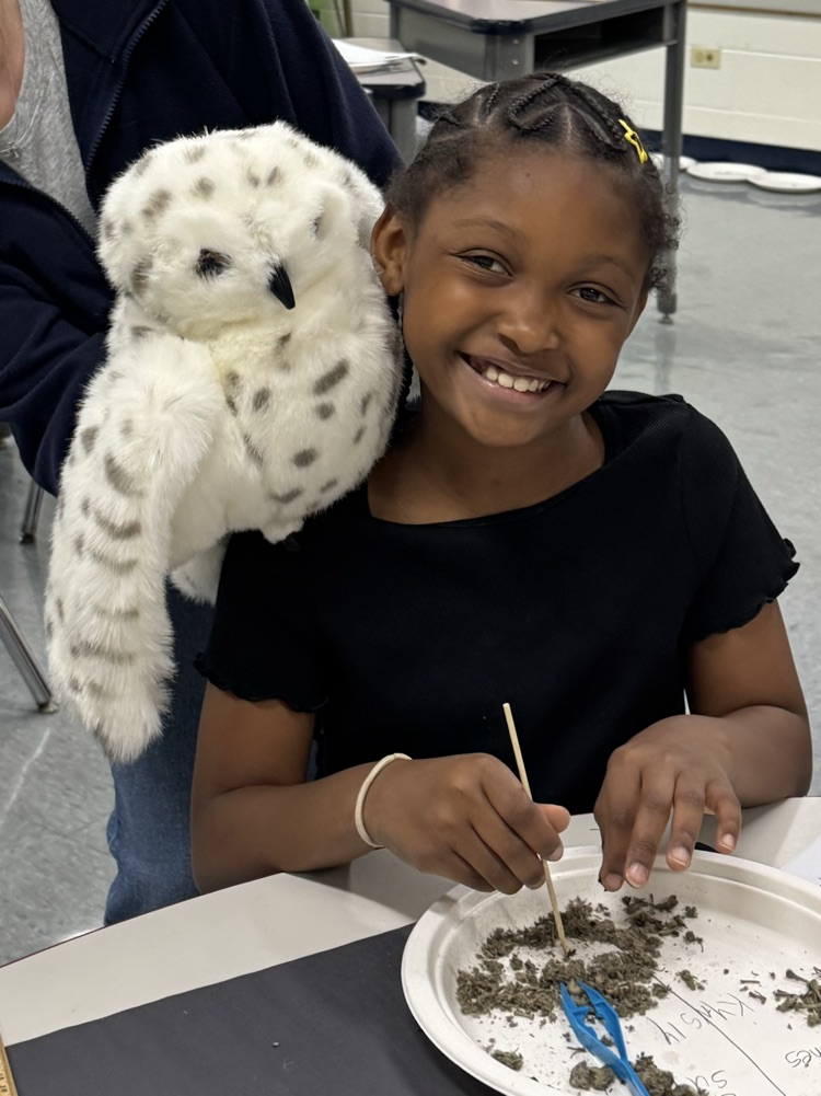 Owl Pellets 