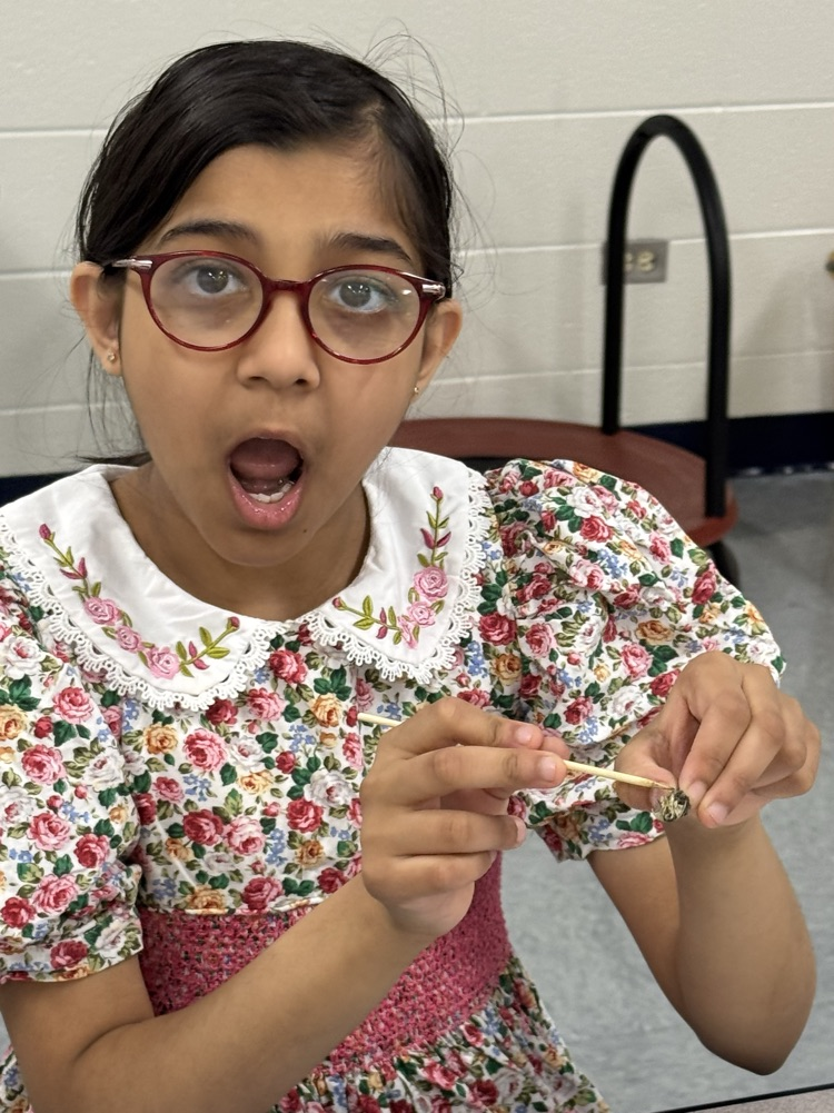 Owl Pellets 