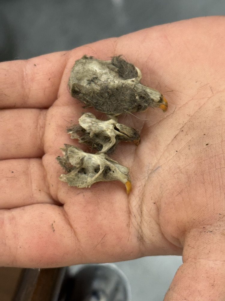 Owl Pellets 