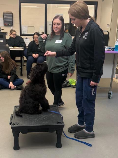 Training dogs