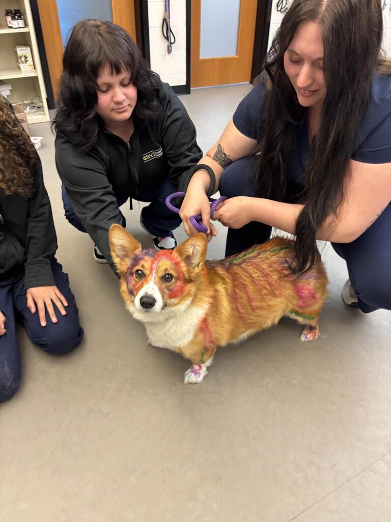 Dog skeleton