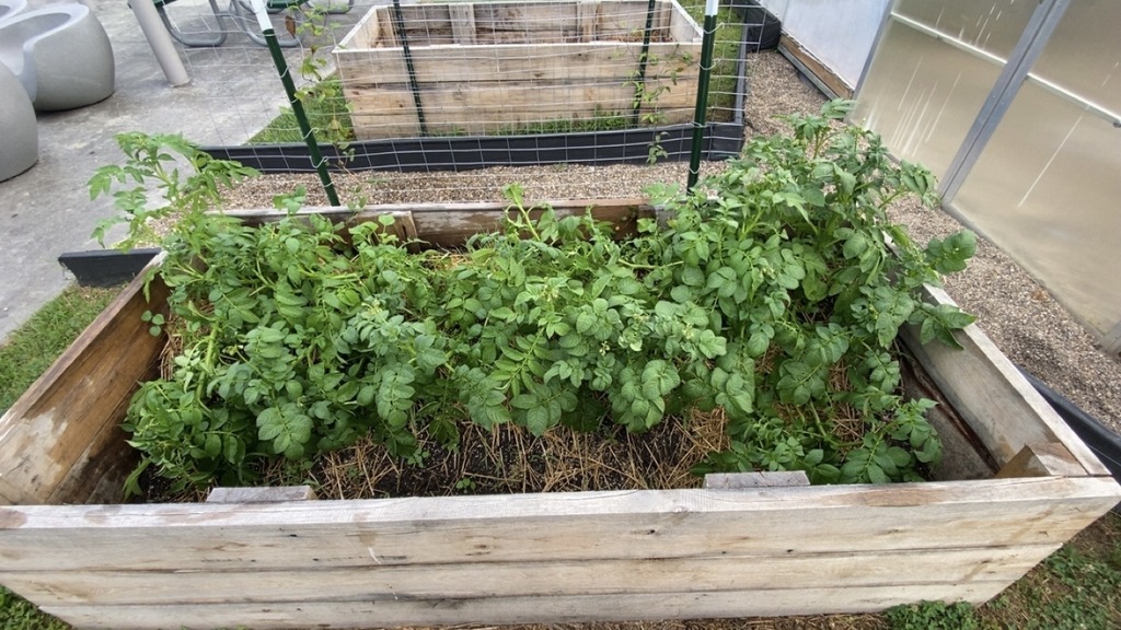 garden