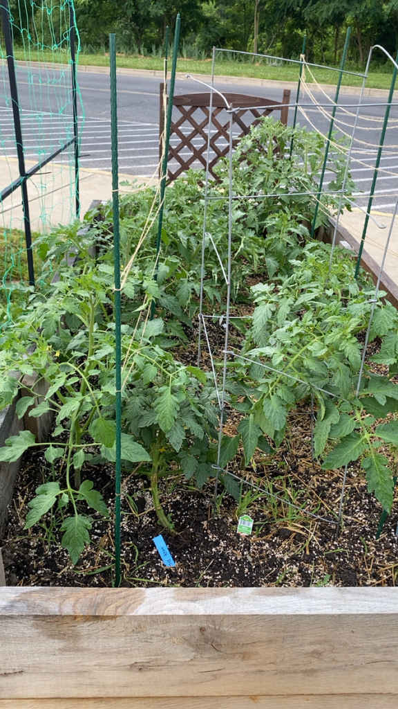 garden