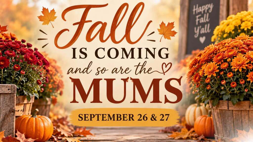 Mums Sale