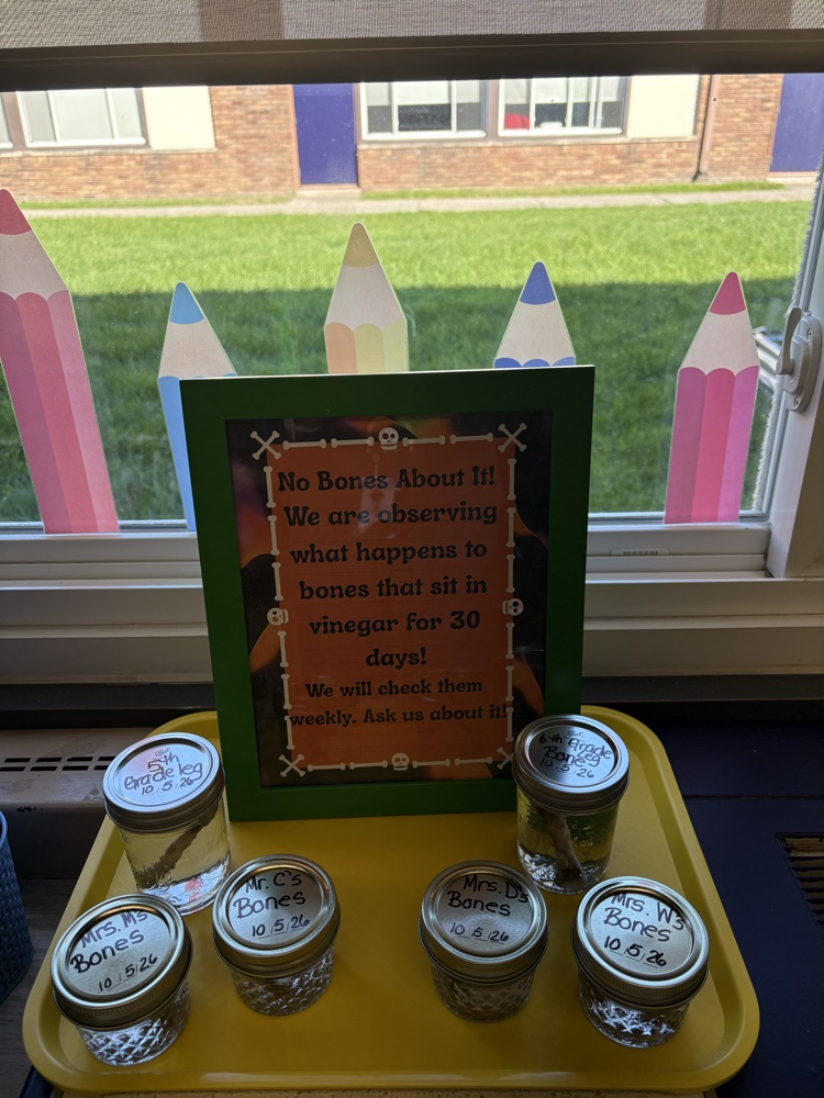 Chicken bone and vinegar experiment