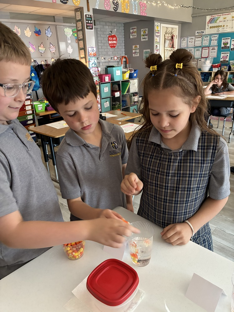 Mrs D’s Third Grade scientists