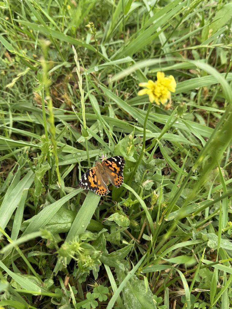 aa