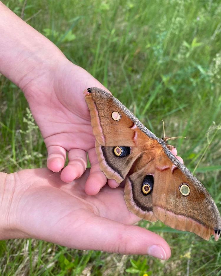 moth