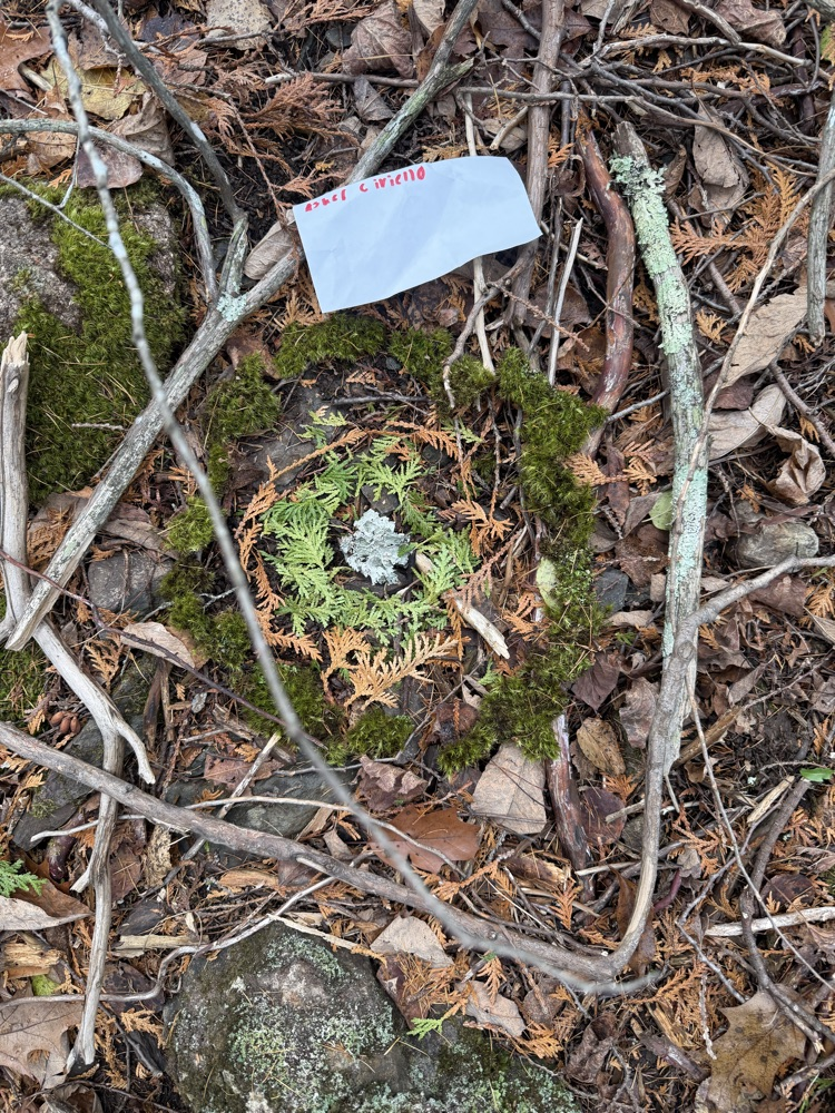 The 7th-grade at CMS created mandala from natural materials last week.