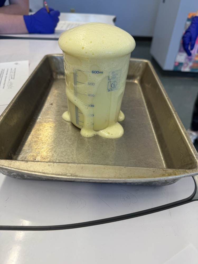 Today during middle school science, 7th grade students learned about chemical reactions. They got to experience elephant toothpaste, observing exothermic reaction along with seeing gas and bubbles produced from the reaction. 