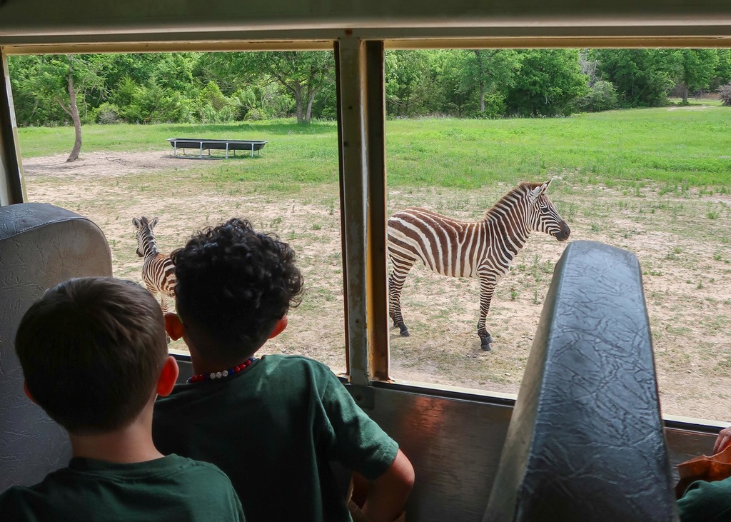 ๐ฆ๐ Our first graders had a wild time on their field trip to Aggieland Safari today! From zebras to giraffes, it was a day full of adventure and animal fun! ๐พ๐ฆ