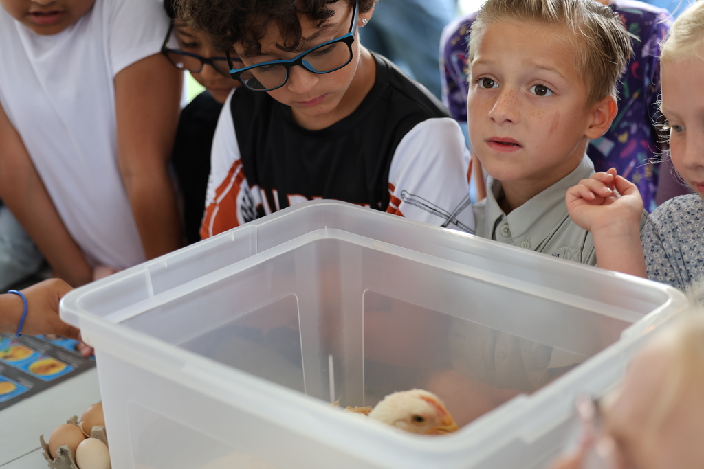 🐄🎡 Caldwell Elementary students had a fun day at the 𝐁𝐮𝐫𝐥𝐞𝐬𝐨𝐧 𝐂𝐨𝐮𝐧𝐭𝐲 𝐅𝐚𝐢𝐫! Our high school and Junior High FFA students served as 𝘵𝘰𝘶𝘳 𝘨𝘶𝘪𝘥𝘦𝘴—showing animals, sharing ag knowledge, and answering lots of curious questions. 🐖🐑  A big thanks to our FFA leaders for making this trip both educational and exciting for our younger Hornets! #CaldwellProud #CaldwellISD