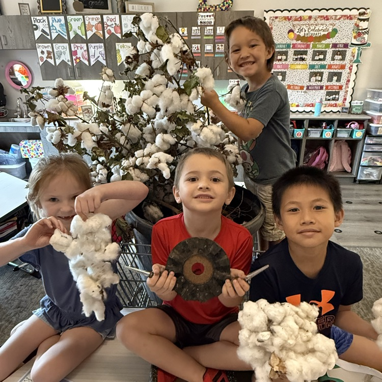 cotton lesson
