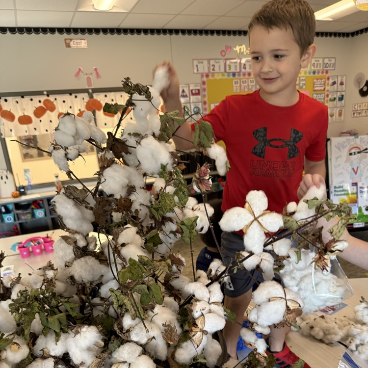 cotton lesson