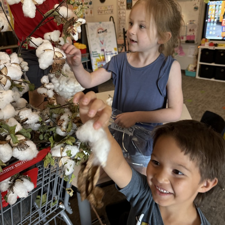 cotton lesson