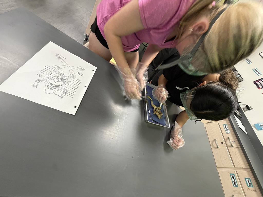 𝐍𝐨𝐭 𝐟𝐨𝐫 𝐭𝐡𝐞 𝐬𝐪𝐮𝐞𝐚𝐦𝐢𝐬𝐡 👀 CJH students got a hands-on look at anatomy during frog dissections in science class! Learning comes to life when students can explore it up close. #CaldwellProud #CaldwellISD