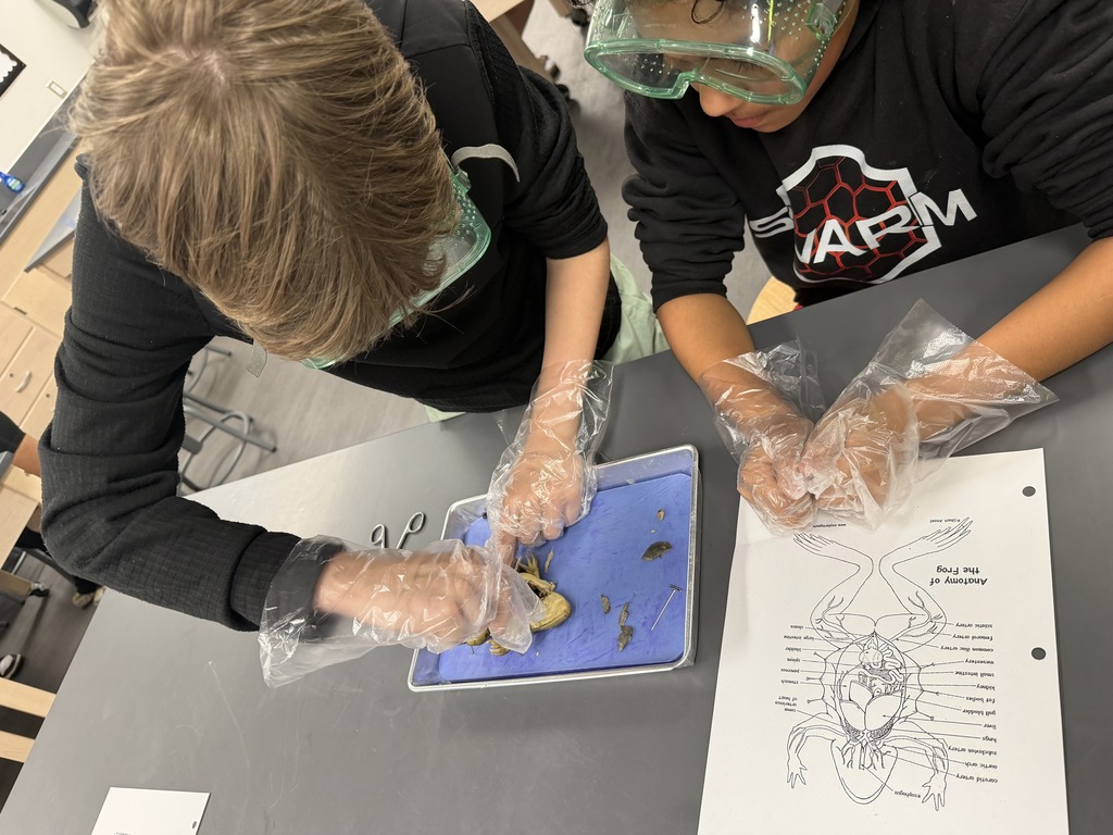 𝐍𝐨𝐭 𝐟𝐨𝐫 𝐭𝐡𝐞 𝐬𝐪𝐮𝐞𝐚𝐦𝐢𝐬𝐡 👀 CJH students got a hands-on look at anatomy during frog dissections in science class! Learning comes to life when students can explore it up close. #CaldwellProud #CaldwellISD