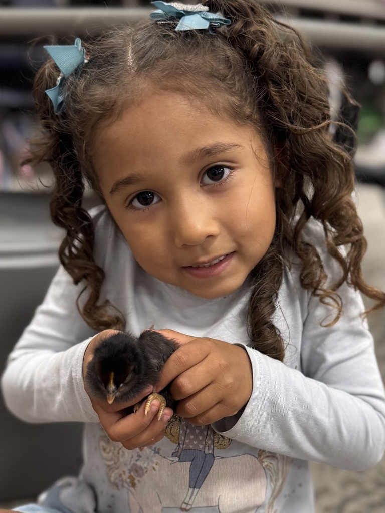 🐥 𝗧𝗵𝗲 𝘄𝗮𝗶𝘁 𝘄𝗮𝘀 𝘄𝗼𝗿𝘁𝗵 𝗶𝘁! After 21 days of watching, learning, and waiting… the chicks have hatched! Our Pre-K students are diving into their farm unit by learning how to care for them and watching them grow up close.  Hands-on learning at its cutest! #CaldwellProud #CaldwellISD