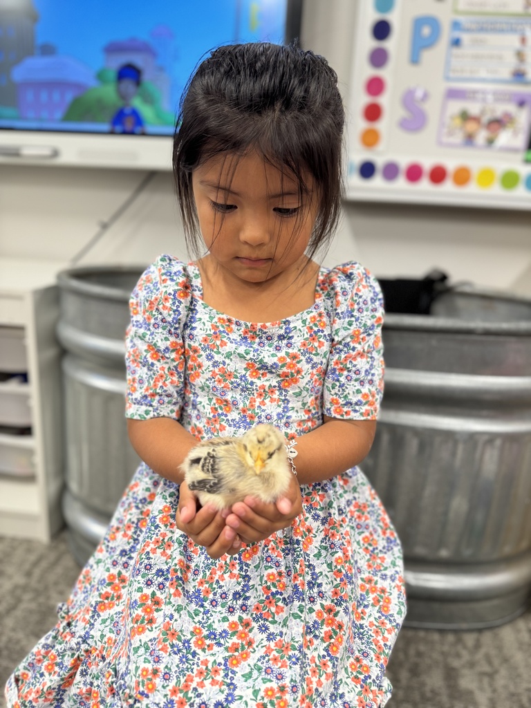 🐥 𝗧𝗵𝗲 𝘄𝗮𝗶𝘁 𝘄𝗮𝘀 𝘄𝗼𝗿𝘁𝗵 𝗶𝘁! After 21 days of watching, learning, and waiting… the chicks have hatched! Our Pre-K students are diving into their farm unit by learning how to care for them and watching them grow up close.  Hands-on learning at its cutest! #CaldwellProud #CaldwellISD