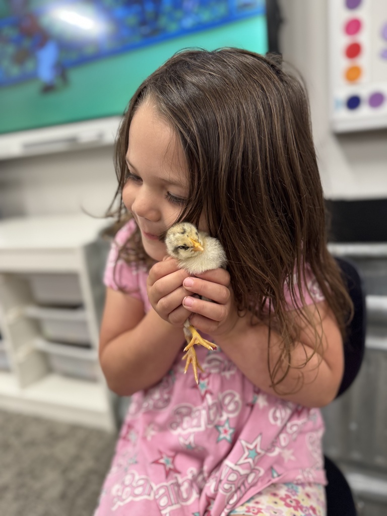 🐥 𝗧𝗵𝗲 𝘄𝗮𝗶𝘁 𝘄𝗮𝘀 𝘄𝗼𝗿𝘁𝗵 𝗶𝘁! After 21 days of watching, learning, and waiting… the chicks have hatched! Our Pre-K students are diving into their farm unit by learning how to care for them and watching them grow up close.  Hands-on learning at its cutest! #CaldwellProud #CaldwellISD