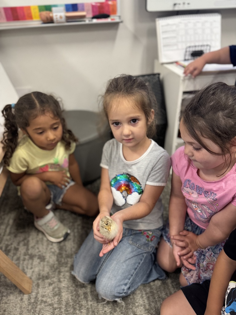 🐥 𝗧𝗵𝗲 𝘄𝗮𝗶𝘁 𝘄𝗮𝘀 𝘄𝗼𝗿𝘁𝗵 𝗶𝘁! After 21 days of watching, learning, and waiting… the chicks have hatched! Our Pre-K students are diving into their farm unit by learning how to care for them and watching them grow up close.  Hands-on learning at its cutest! #CaldwellProud #CaldwellISD