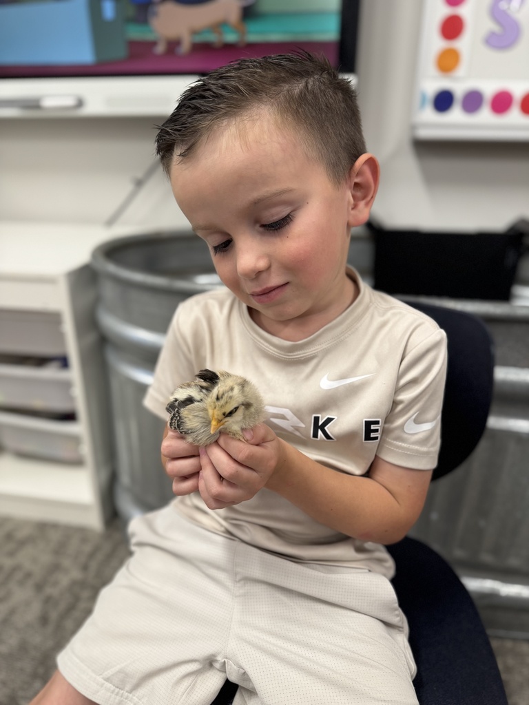 🐥 𝗧𝗵𝗲 𝘄𝗮𝗶𝘁 𝘄𝗮𝘀 𝘄𝗼𝗿𝘁𝗵 𝗶𝘁! After 21 days of watching, learning, and waiting… the chicks have hatched! Our Pre-K students are diving into their farm unit by learning how to care for them and watching them grow up close.  Hands-on learning at its cutest! #CaldwellProud #CaldwellISD