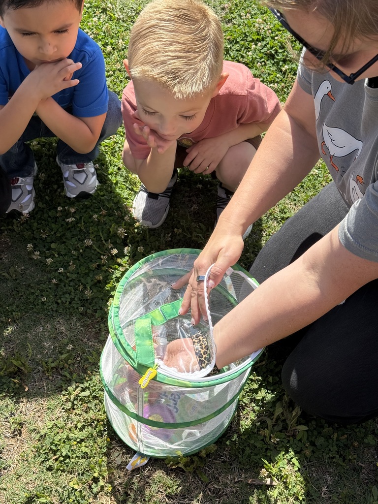 From tiny caterpillars to beautiful butterflies 🦋 Our Pre-K students got to witness a little bit of magic today as they released their butterflies and watched them take flight. Learning comes to life in moments like these 💛 #CaldwellProud #CaldwellISD