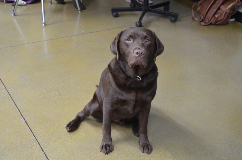 Coco, the Calhoun County therapy dog