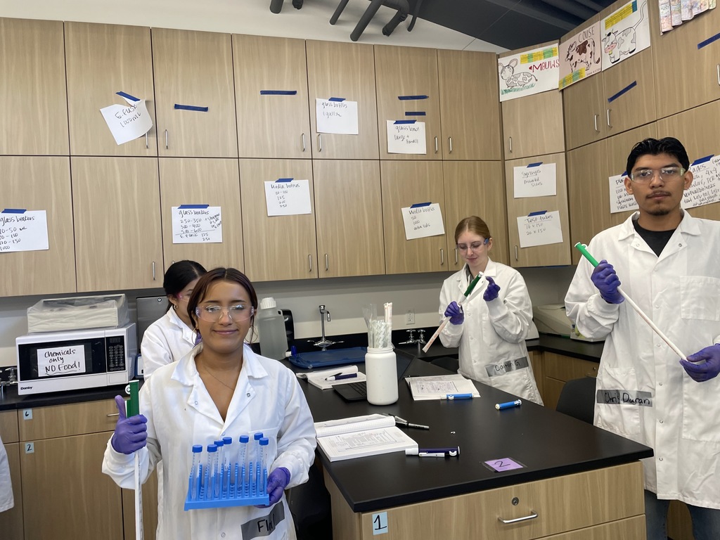 students working on cheese lab