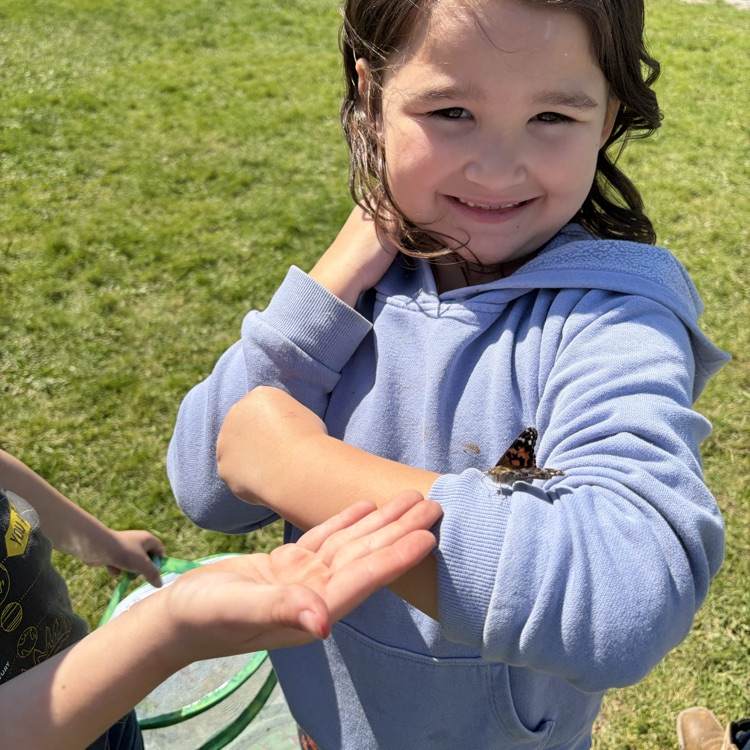 butterfly