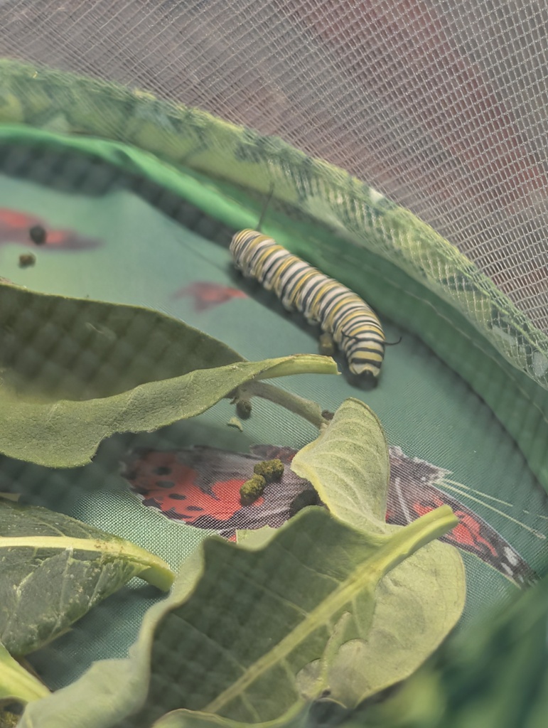caterpillar floating in waster with leaves