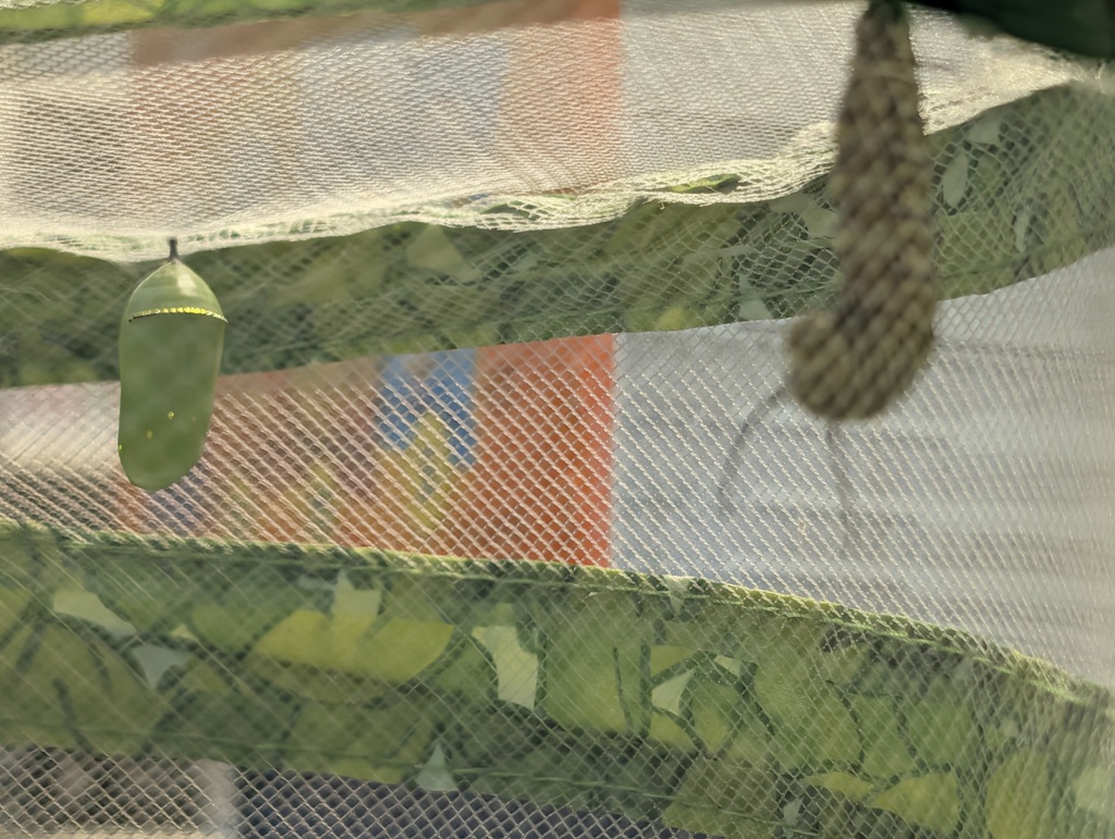 Caterpillar hanging from netting. Another cocoon in the background