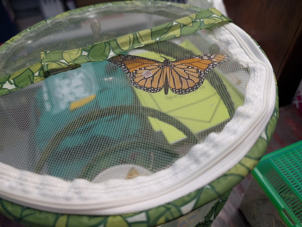 Net like bucket with a butterfly inside. Wings spread on the butterfly.