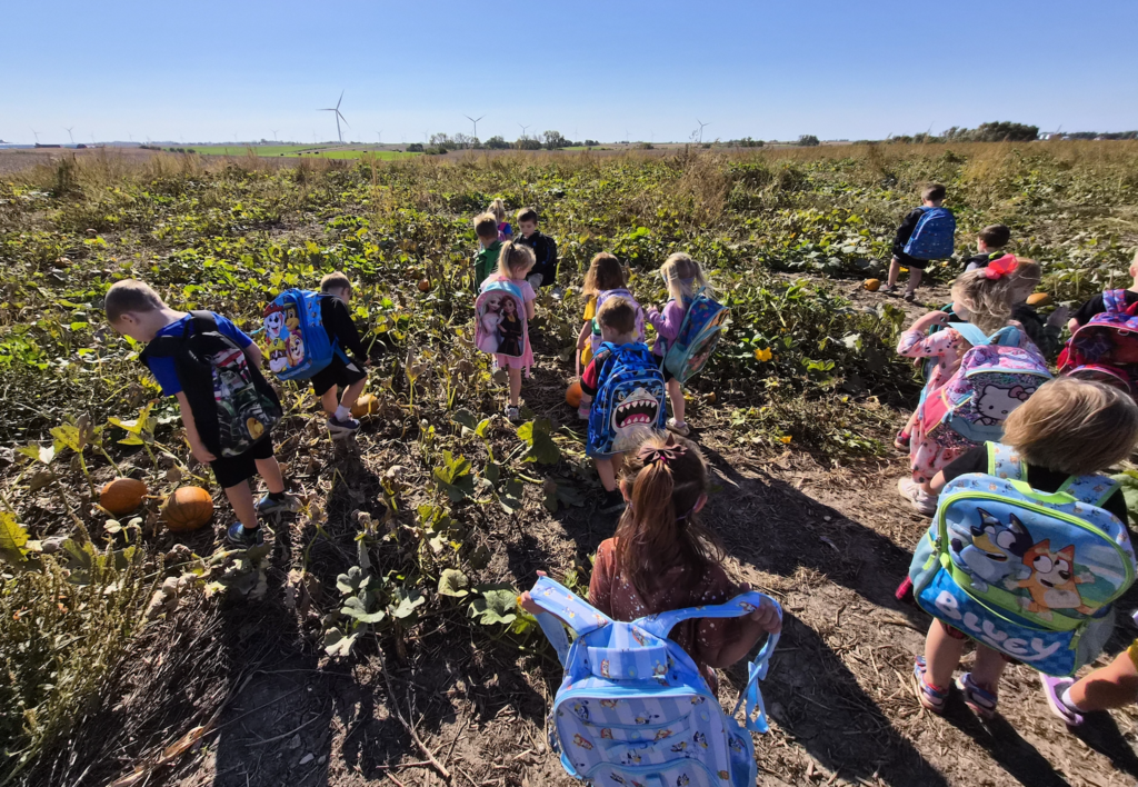 CAM preschool students wearing backpacks walk among pumpkin vines during a field trip to Thompson’s Fall Festival near Macksburg, Iowa. Pumpkins dot the ground, with wind turbines visible in the distance.