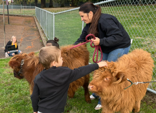 Student petting a cow