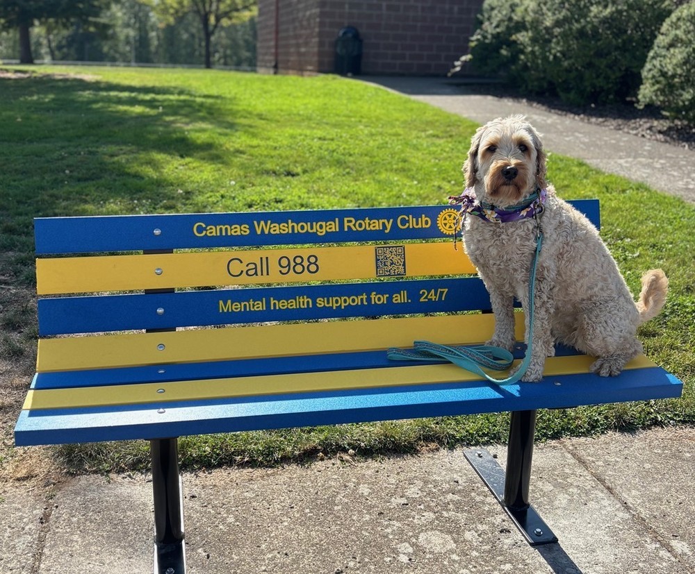 Dog sitting on a bench