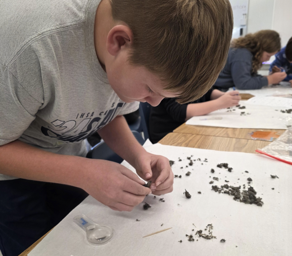 owl pellets
