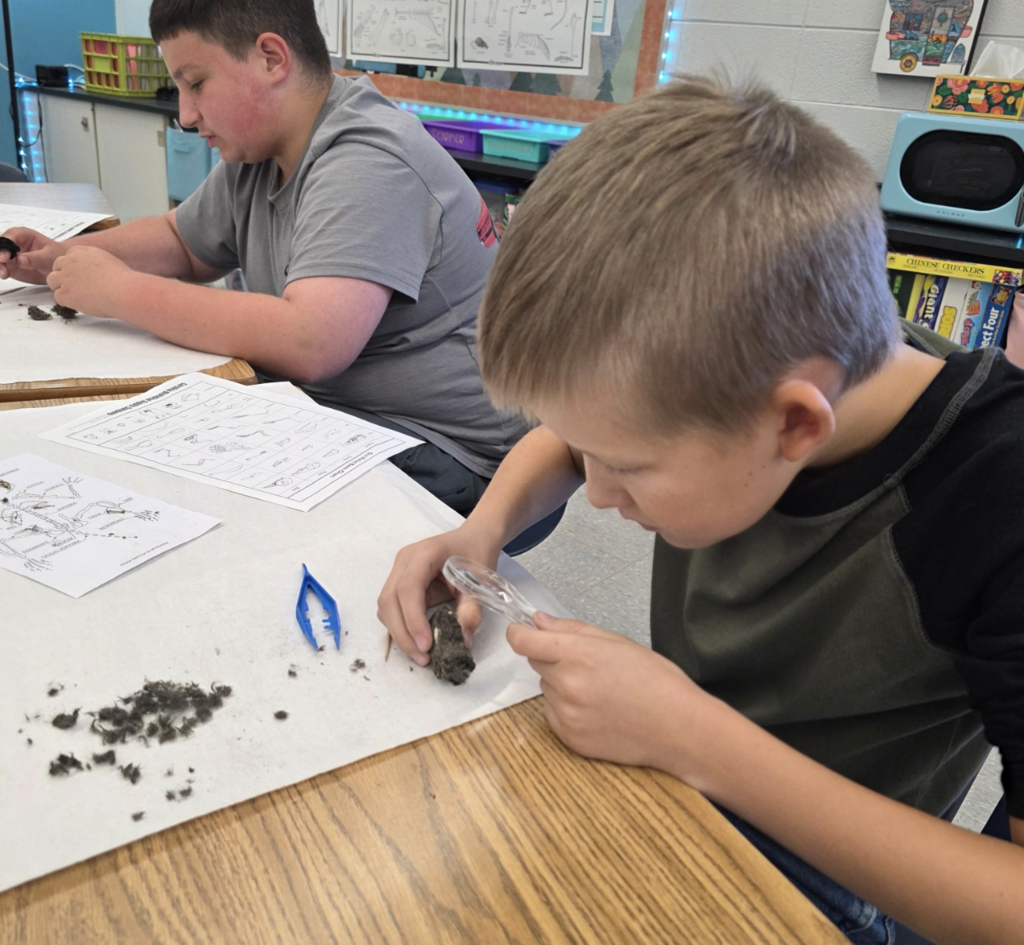 owl pellets