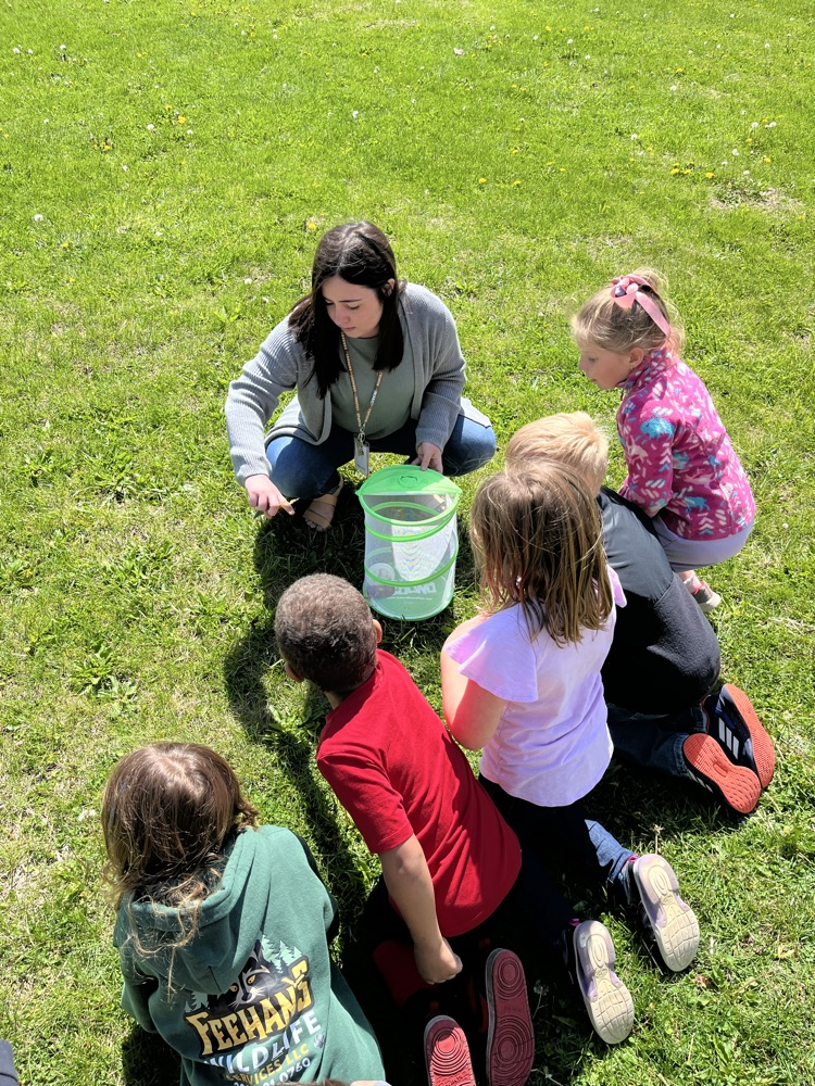 1st grade release butterflies 