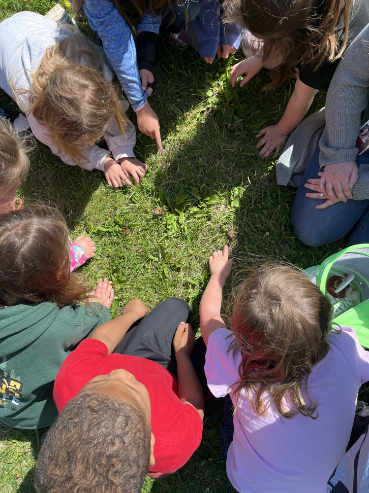 1st grade release butterflies 