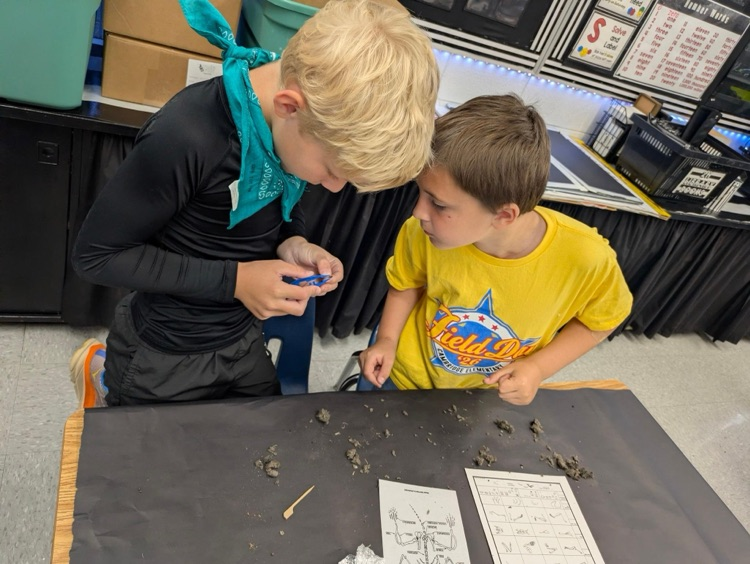 dissecting owl pellets