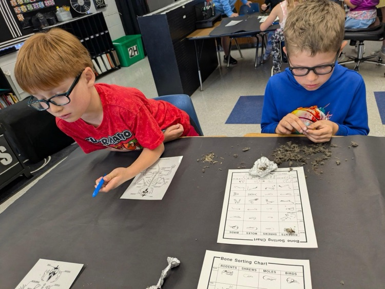 dissecting owl pellets