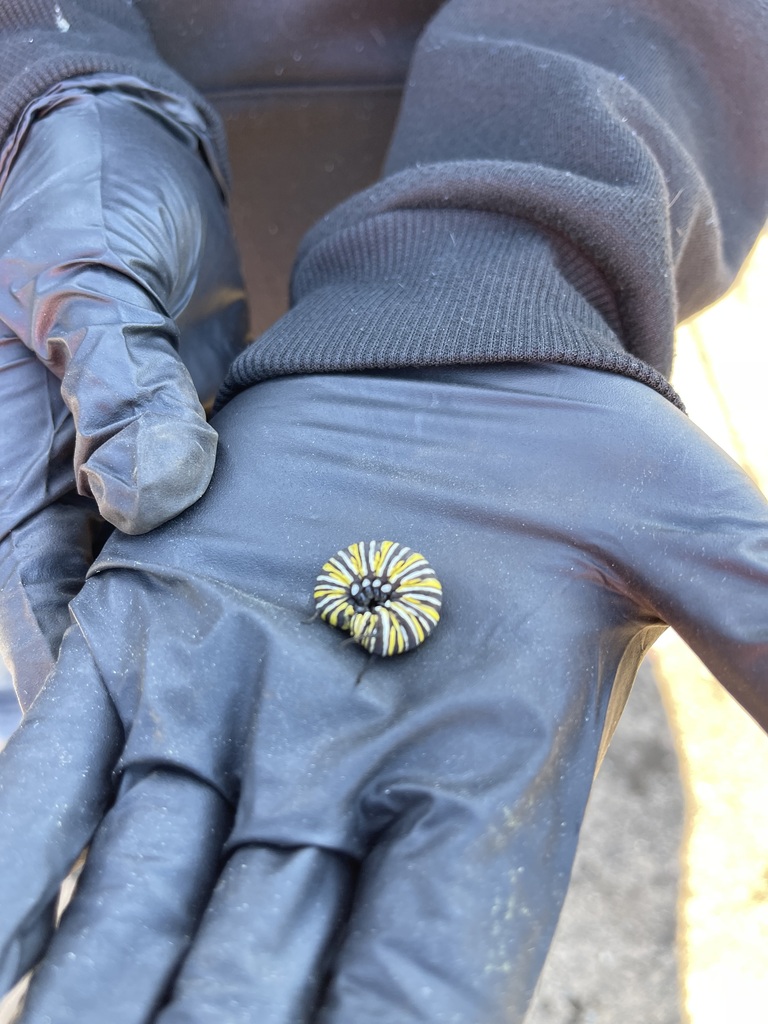 A student holding a curled yellow, black, and white caterpillar in black gloved hands during an outdoor activity.