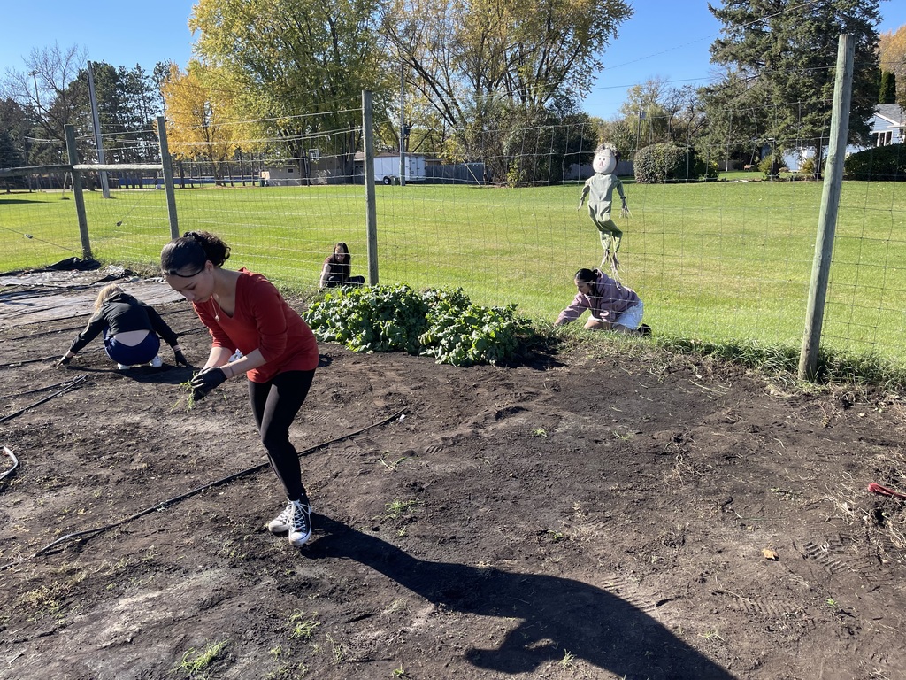 Students clear weeds and work in an outdoor garden plot on a sunny day.