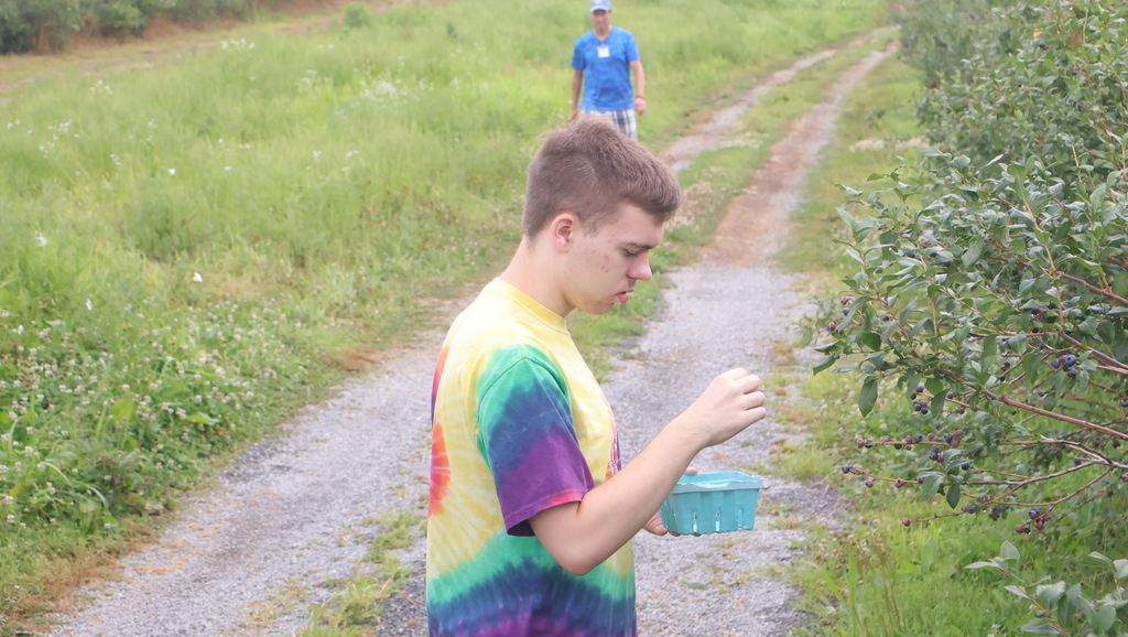 Blueberry Picking at Swistak Farms