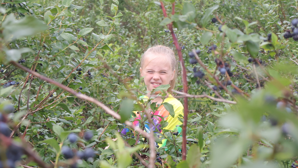 Blueberry Picking at Swistak Farms