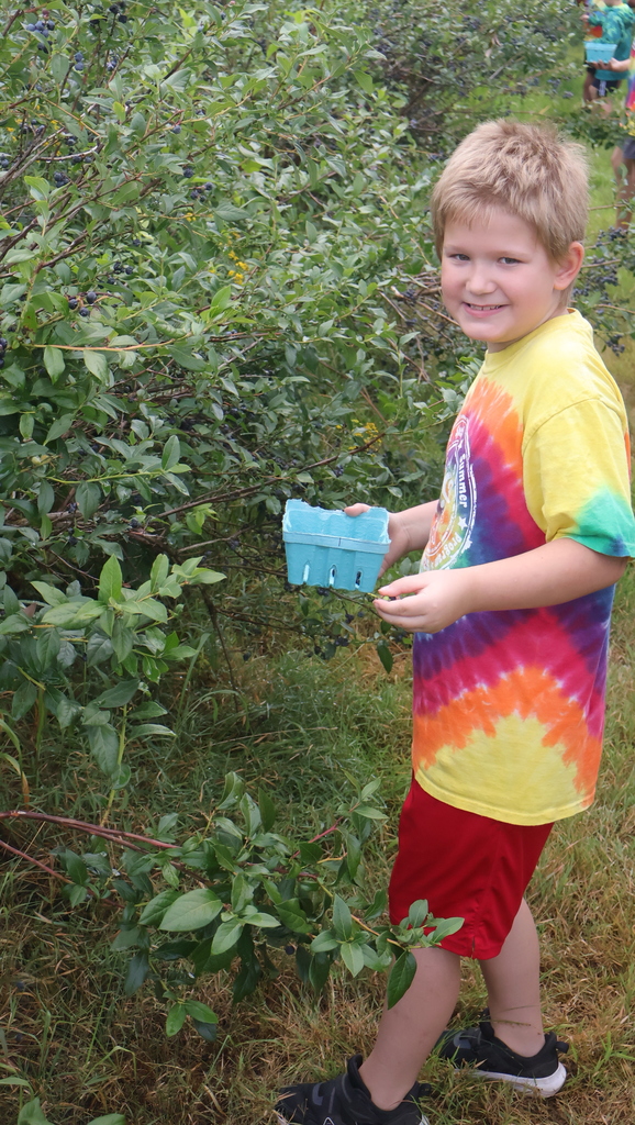 Blueberry Picking at Swistak Farms